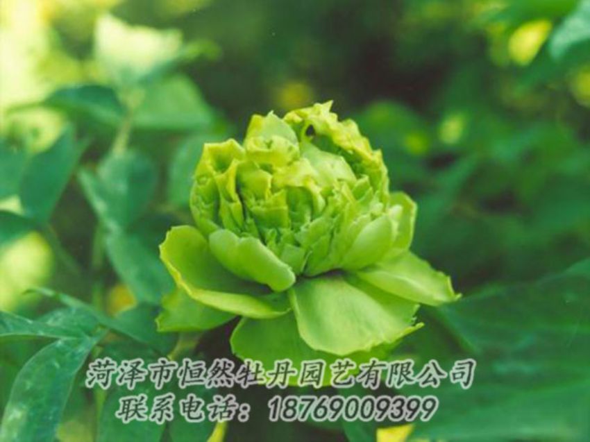 點(diǎn)擊查看詳細(xì)信息<br>標(biāo)題：綠色牡丹 閱讀次數(shù)：1241