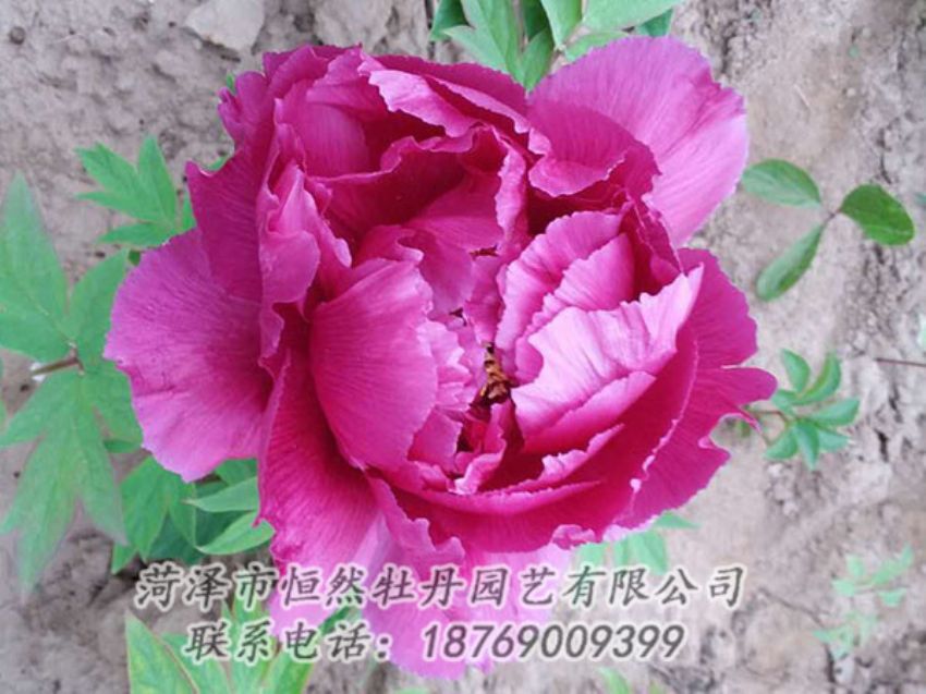 點(diǎn)擊查看詳細(xì)信息<br>標(biāo)題：紫色牡丹 閱讀次數(shù)：1064