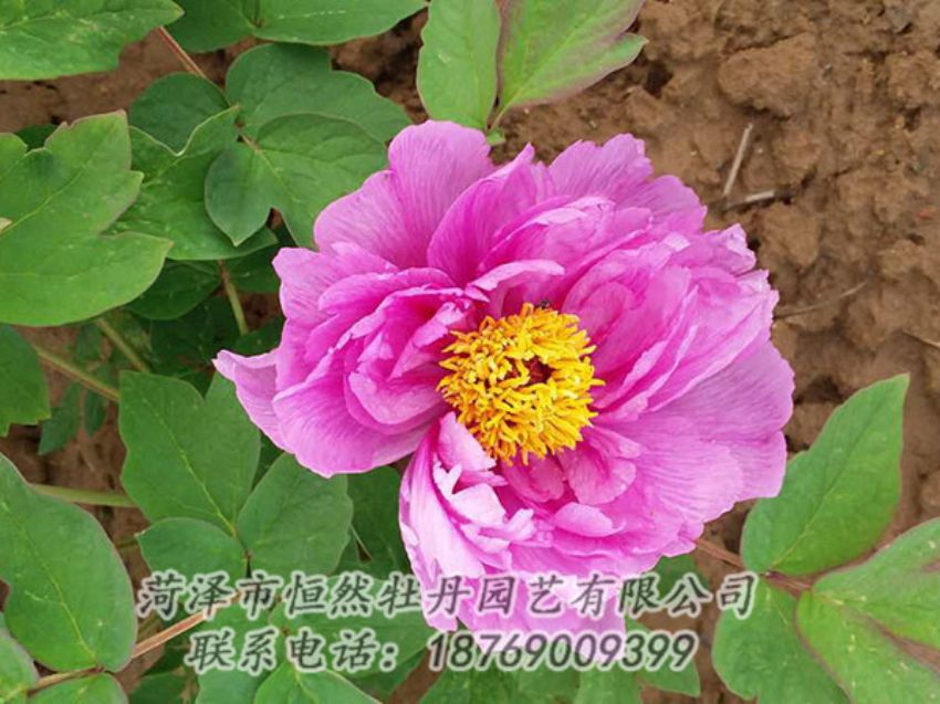 點(diǎn)擊查看詳細(xì)信息<br>標(biāo)題：紫色牡丹 閱讀次數(shù)：1184