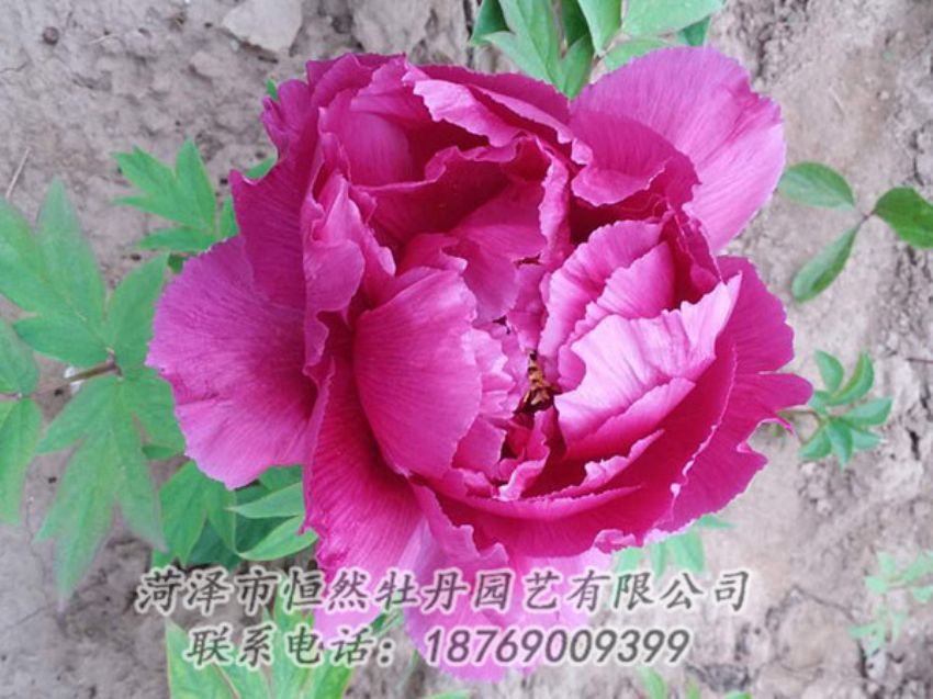 點(diǎn)擊查看詳細(xì)信息<br>標(biāo)題：紫色牡丹 閱讀次數(shù)：1164