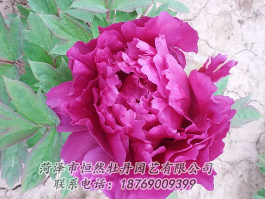 點(diǎn)擊查看詳細(xì)信息<br>標(biāo)題：紫色牡丹 閱讀次數(shù)：1285