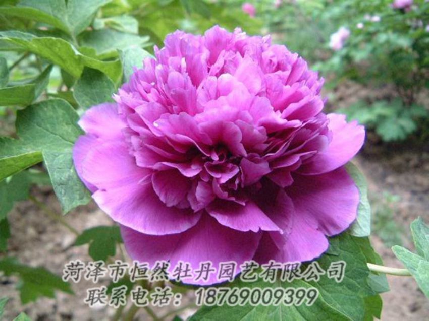 點(diǎn)擊查看詳細(xì)信息<br>標(biāo)題：紫色牡丹 閱讀次數(shù)：1319