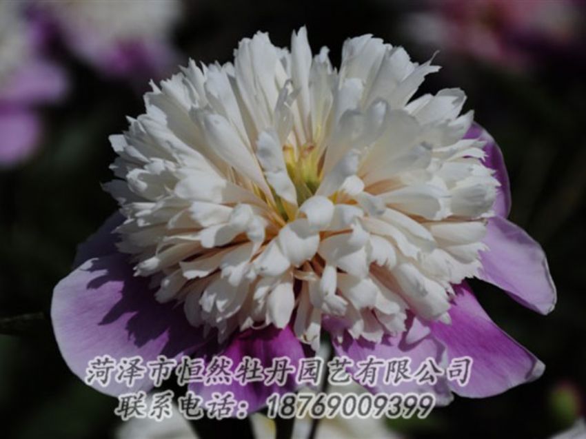 點擊查看詳細信息<br>標題：復色芍藥 閱讀次數(shù)：1249