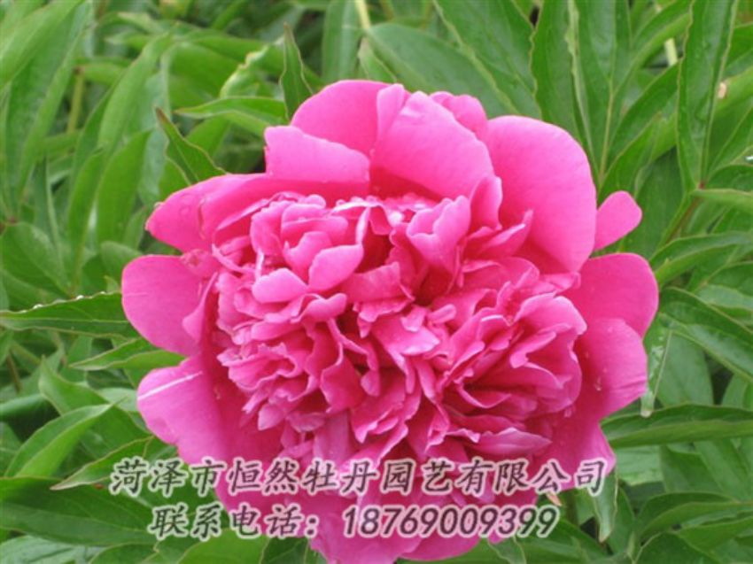 點(diǎn)擊查看詳細(xì)信息<br>標(biāo)題：永生紅 閱讀次數(shù)：1055