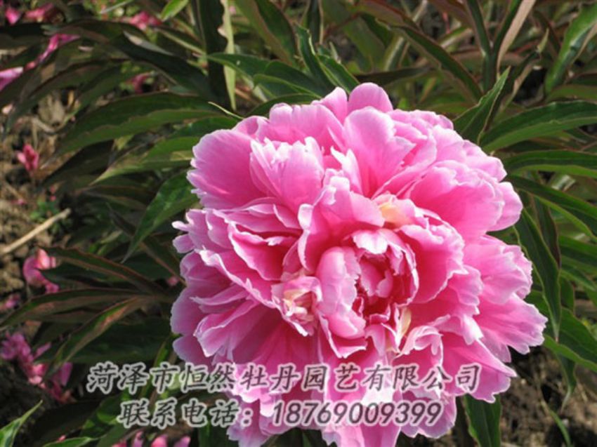 點(diǎn)擊查看詳細(xì)信息<br>標(biāo)題：西施紅妝 閱讀次數(shù)：1056