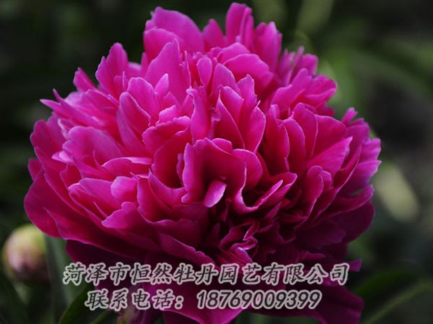 點(diǎn)擊查看詳細(xì)信息<br>標(biāo)題：瑪瑙紅 閱讀次數(shù)：1027