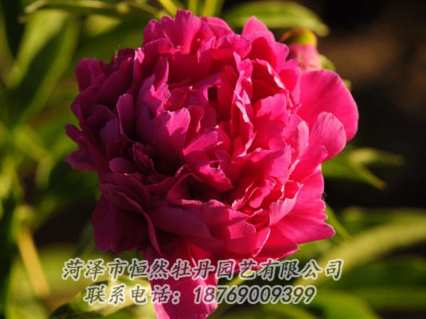 點(diǎn)擊查看詳細(xì)信息<br>標(biāo)題：老來紅 閱讀次數(shù)：998
