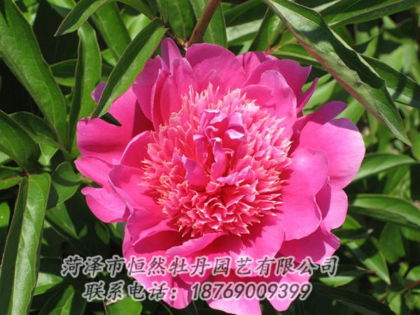 點(diǎn)擊查看詳細(xì)信息<br>標(biāo)題：紅繡球 閱讀次數(shù)：1037