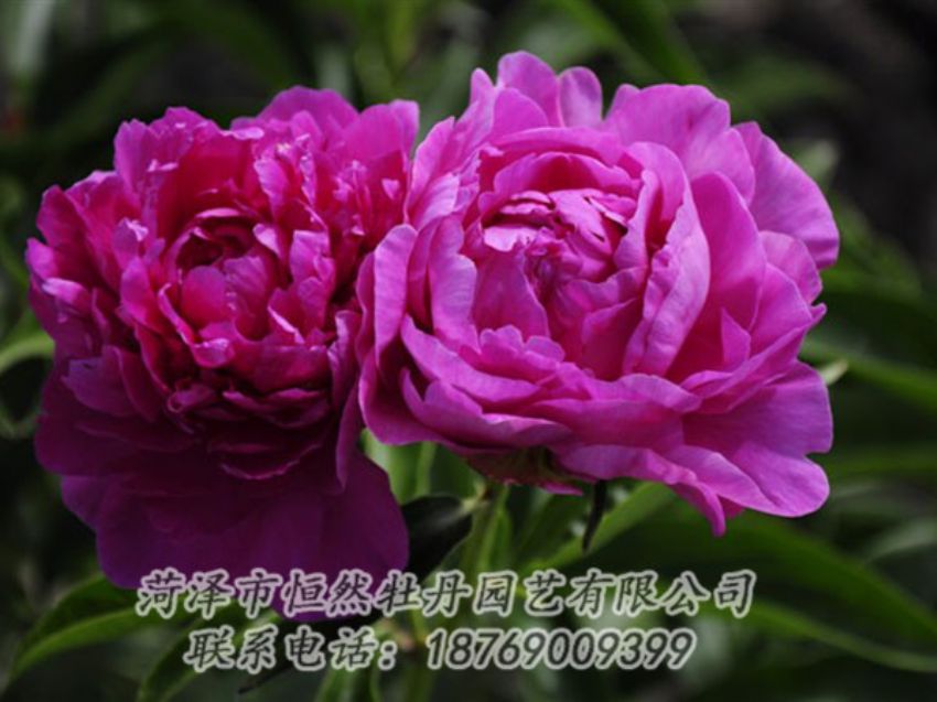 點(diǎn)擊查看詳細(xì)信息<br>標(biāo)題：紅玫瑰 閱讀次數(shù)：986