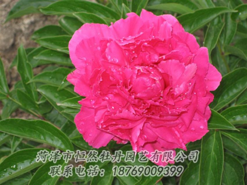 點(diǎn)擊查看詳細(xì)信息<br>標(biāo)題：紅冠芳 閱讀次數(shù)：1063