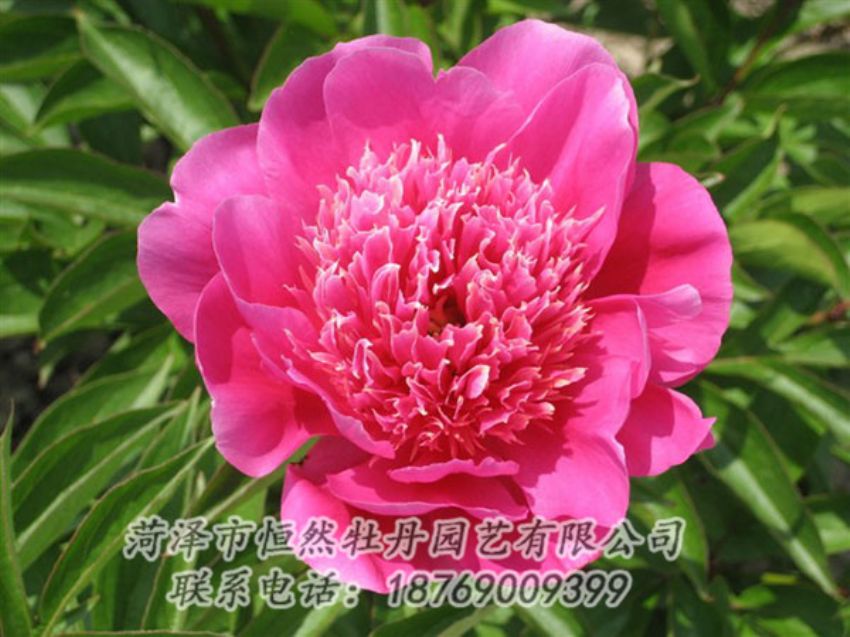 點(diǎn)擊查看詳細(xì)信息<br>標(biāo)題：紅繡球 閱讀次數(shù)：1025