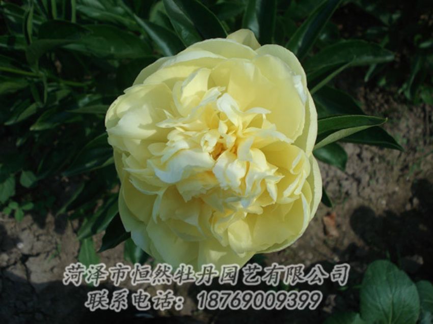 點擊查看詳細信息<br>標題：黃色芍藥 閱讀次數(shù)：1299