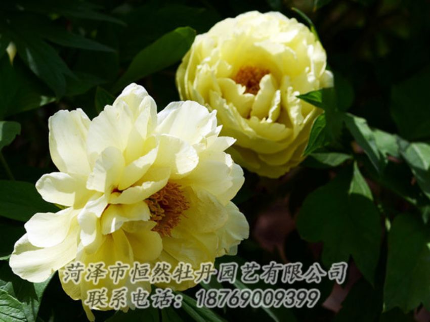 點擊查看詳細信息<br>標題：黃色芍藥 閱讀次數(shù)：1223