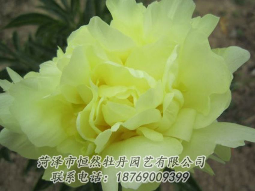 點擊查看詳細信息<br>標題：黃色芍藥 閱讀次數(shù)：1250