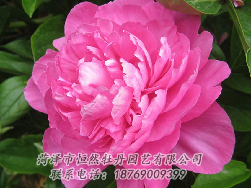 點(diǎn)擊查看詳細(xì)信息<br>標(biāo)題：紅色芍藥 閱讀次數(shù)：1077