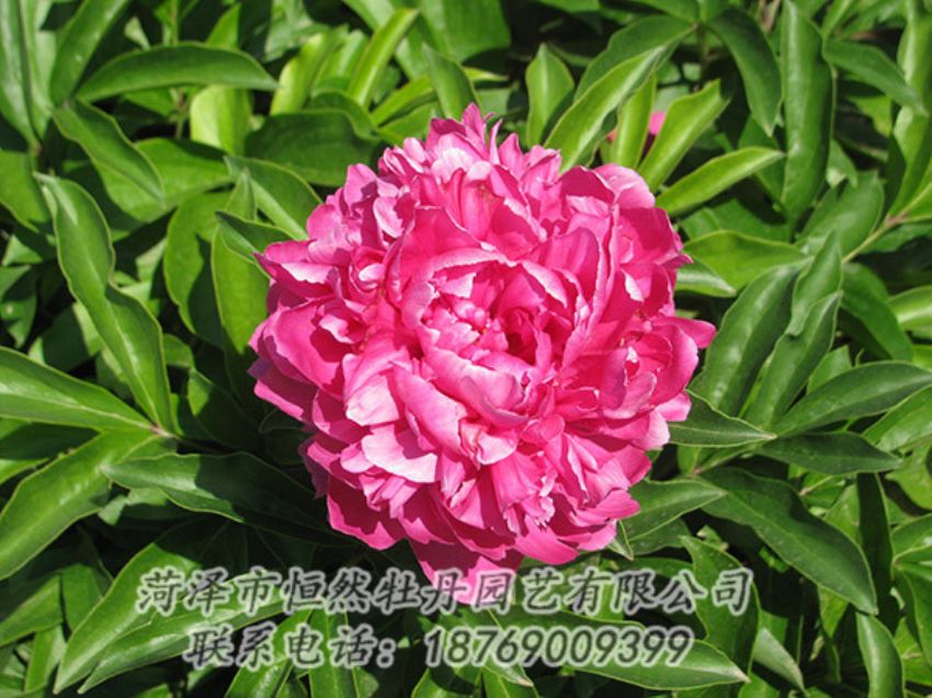 點(diǎn)擊查看詳細(xì)信息<br>標(biāo)題：紅色芍藥 閱讀次數(shù)：1184