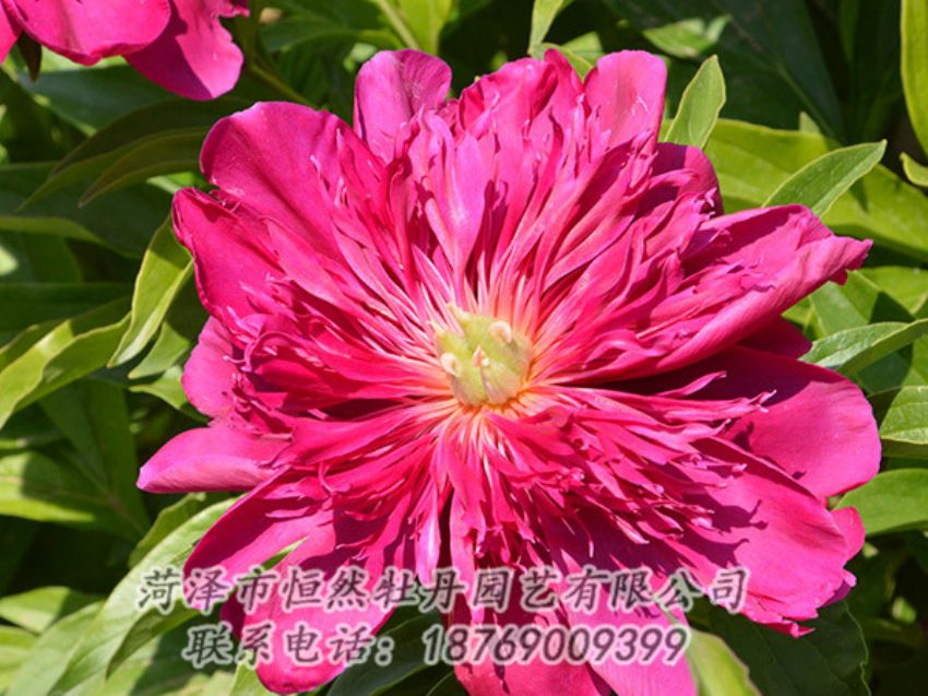 點(diǎn)擊查看詳細(xì)信息<br>標(biāo)題：紅色芍藥 閱讀次數(shù)：1130