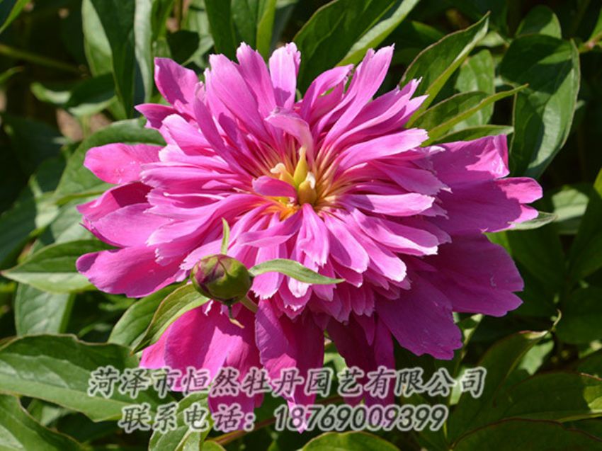 點(diǎn)擊查看詳細(xì)信息<br>標(biāo)題：紅色芍藥 閱讀次數(shù)：1166
