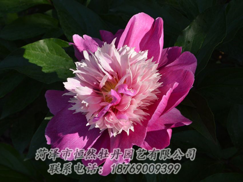 點(diǎn)擊查看詳細(xì)信息<br>標(biāo)題：紅色芍藥 閱讀次數(shù)：1259