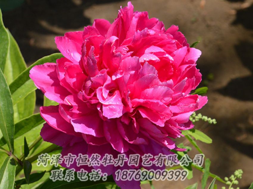 點(diǎn)擊查看詳細(xì)信息<br>標(biāo)題：紅色芍藥 閱讀次數(shù)：1145
