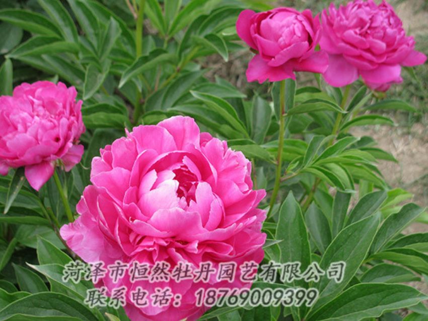 點(diǎn)擊查看詳細(xì)信息<br>標(biāo)題：紅色芍藥 閱讀次數(shù)：1167