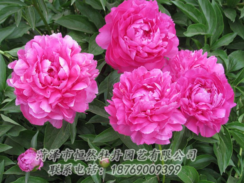 點(diǎn)擊查看詳細(xì)信息<br>標(biāo)題：紅色芍藥 閱讀次數(shù)：1187