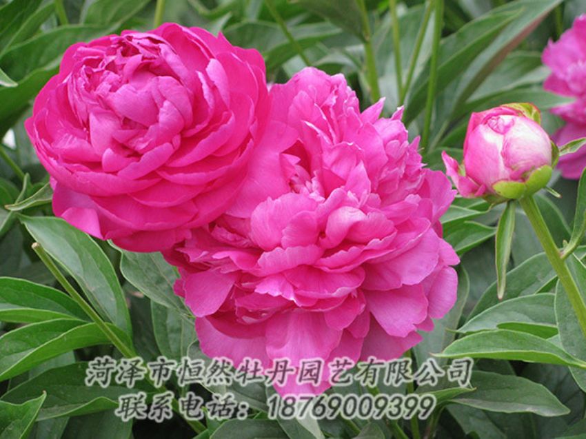點(diǎn)擊查看詳細(xì)信息<br>標(biāo)題：紅色芍藥 閱讀次數(shù)：1184
