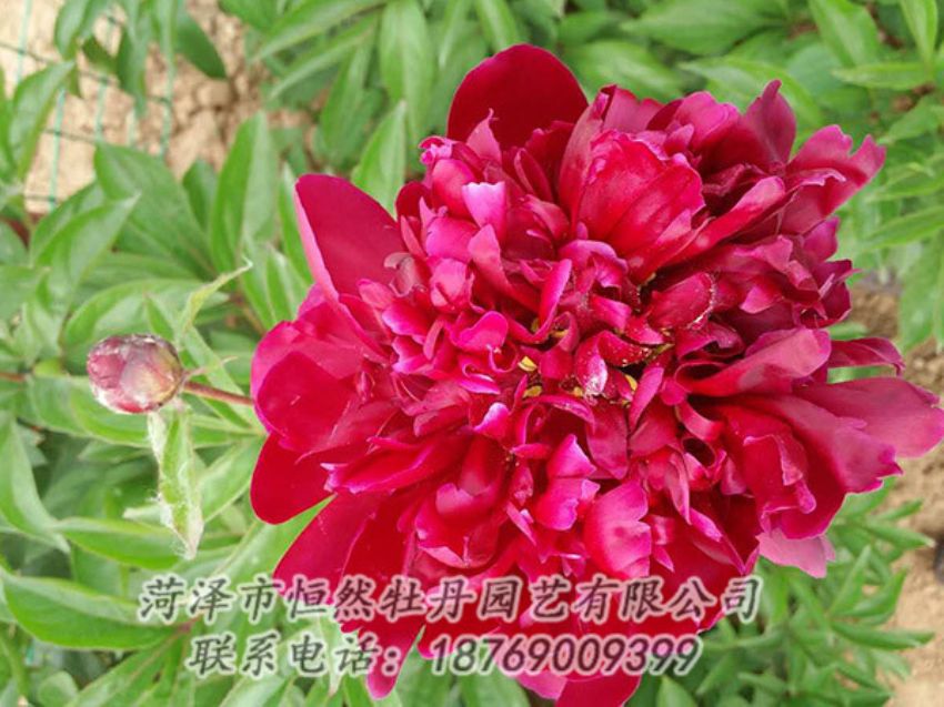 點(diǎn)擊查看詳細(xì)信息<br>標(biāo)題：紅色芍藥 閱讀次數(shù)：1195