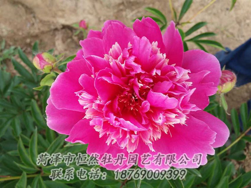 點(diǎn)擊查看詳細(xì)信息<br>標(biāo)題：紅色芍藥 閱讀次數(shù)：1221