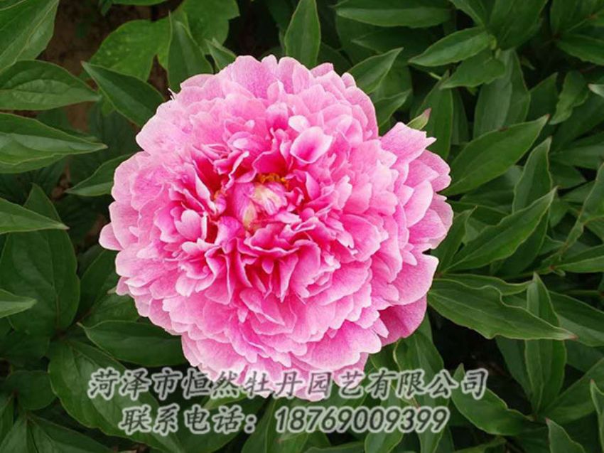 點(diǎn)擊查看詳細(xì)信息<br>標(biāo)題：紅色芍藥 閱讀次數(shù)：1224