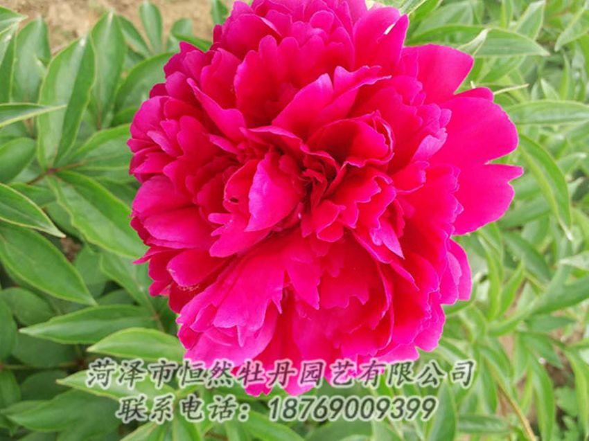 點(diǎn)擊查看詳細(xì)信息<br>標(biāo)題：紅色芍藥 閱讀次數(shù)：1267