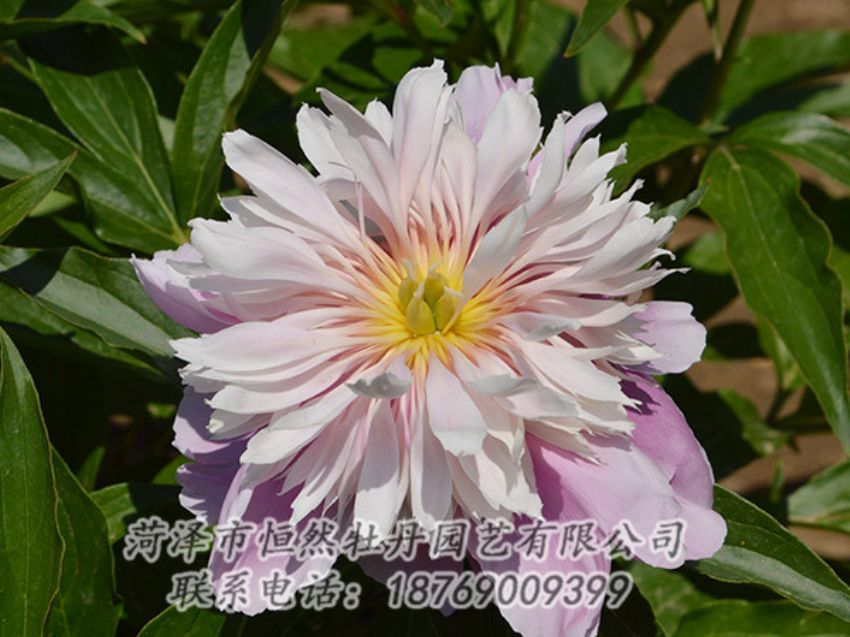 點擊查看詳細信息<br>標題：粉色芍藥 閱讀次數(shù)：1311