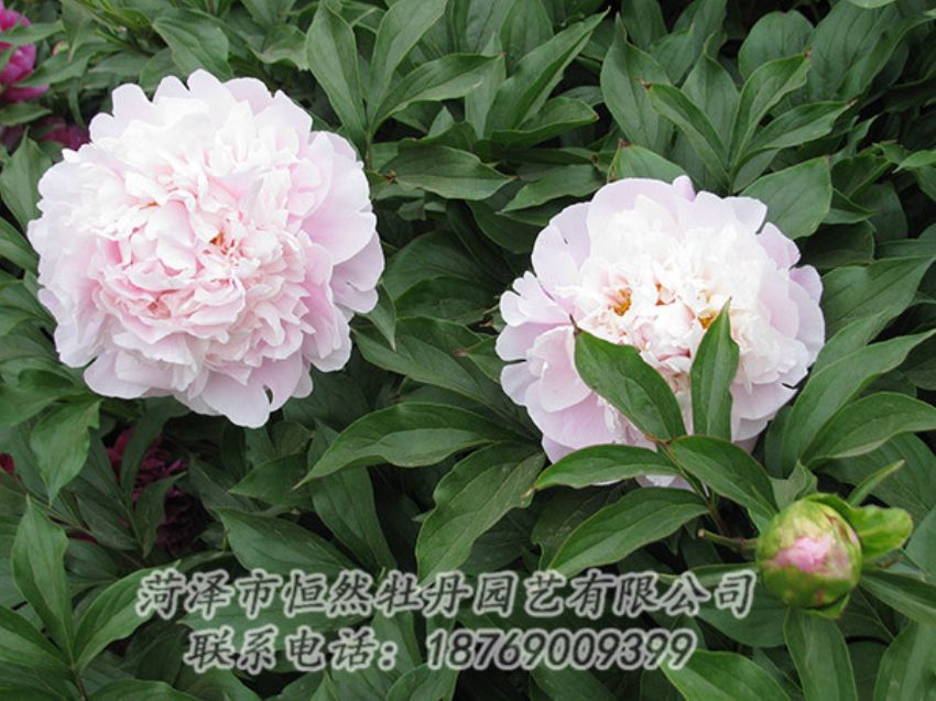 點擊查看詳細信息<br>標題：粉色芍藥 閱讀次數(shù)：1205
