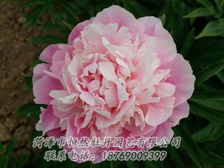 點擊查看詳細信息<br>標題：粉色芍藥 閱讀次數(shù)：1438