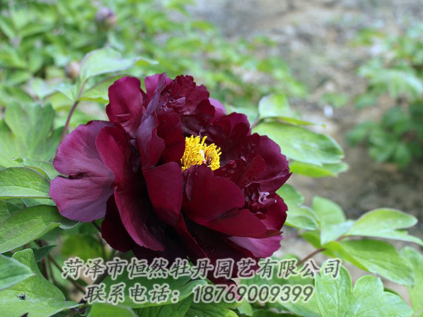 點(diǎn)擊查看詳細(xì)信息<br>標(biāo)題：黑色牡丹 閱讀次數(shù)：1175