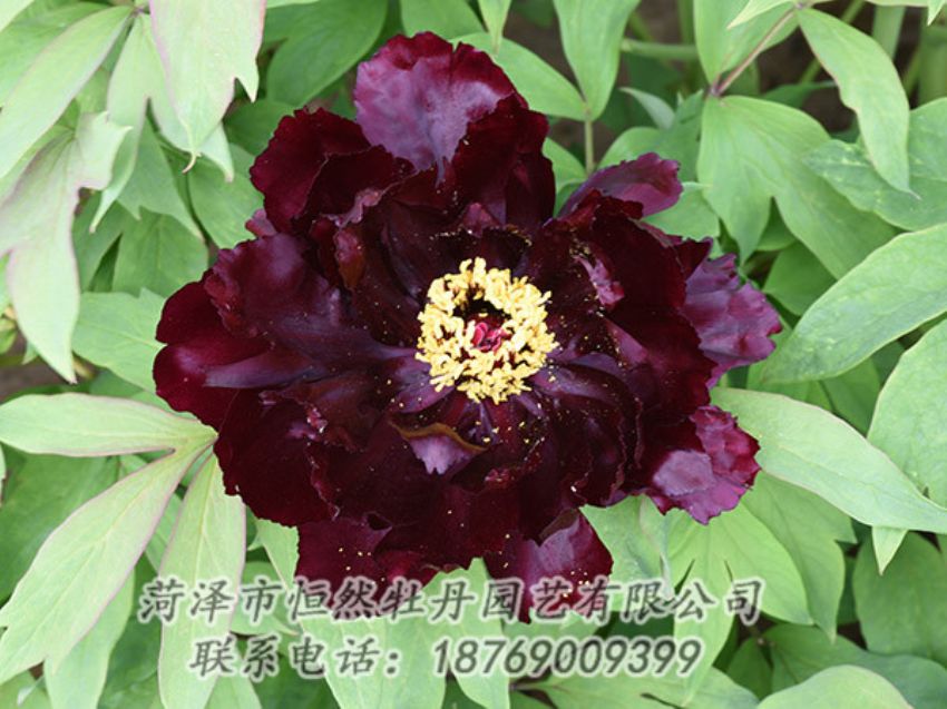 點(diǎn)擊查看詳細(xì)信息<br>標(biāo)題：黑色牡丹 閱讀次數(shù)：1343