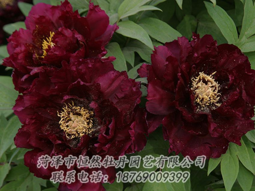 點(diǎn)擊查看詳細(xì)信息<br>標(biāo)題：黑色牡丹 閱讀次數(shù)：1182