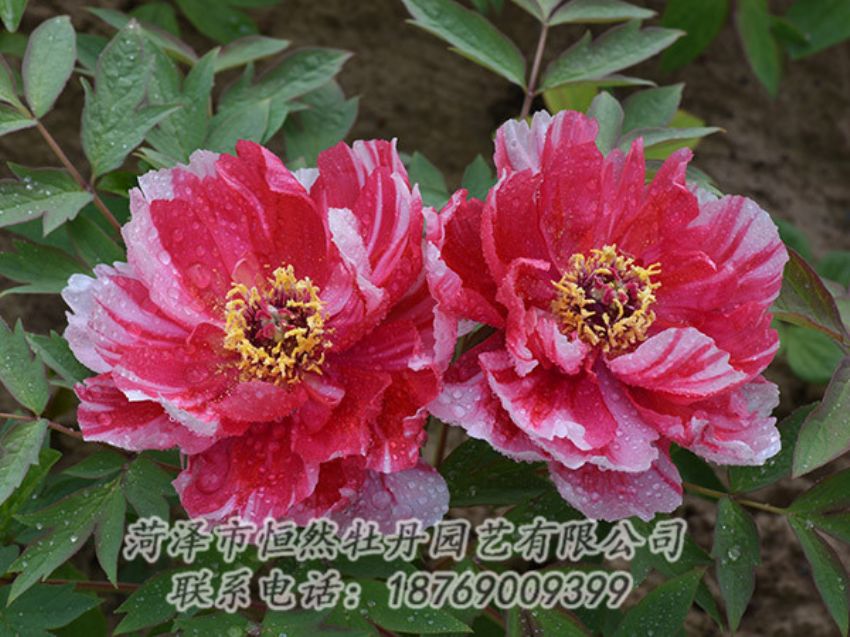 點(diǎn)擊查看詳細(xì)信息<br>標(biāo)題：復(fù)色牡丹 閱讀次數(shù)：1241
