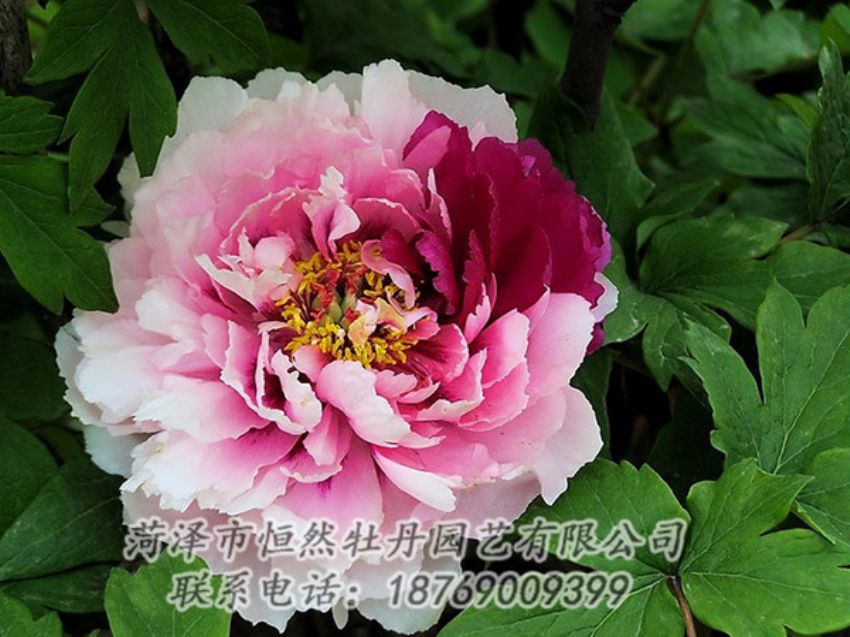 點(diǎn)擊查看詳細(xì)信息<br>標(biāo)題：復(fù)色牡丹 閱讀次數(shù)：1262