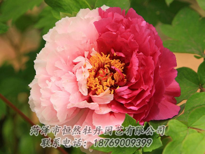 點(diǎn)擊查看詳細(xì)信息<br>標(biāo)題：復(fù)色牡丹 閱讀次數(shù)：1330