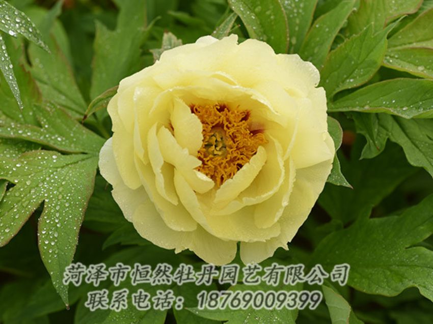 點(diǎn)擊查看詳細(xì)信息<br>標(biāo)題：黃色牡丹 閱讀次數(shù)：1145