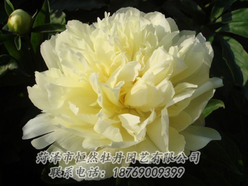 點(diǎn)擊查看詳細(xì)信息<br>標(biāo)題：黃色牡丹 閱讀次數(shù)：1100