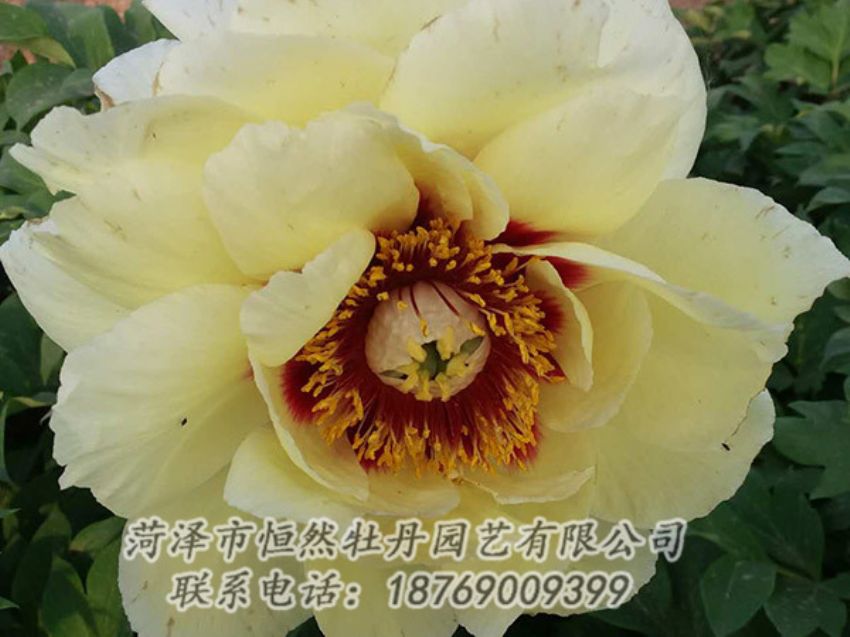 點(diǎn)擊查看詳細(xì)信息<br>標(biāo)題：黃色牡丹 閱讀次數(shù)：1216