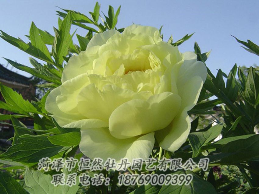 點(diǎn)擊查看詳細(xì)信息<br>標(biāo)題：黃色牡丹 閱讀次數(shù)：1174