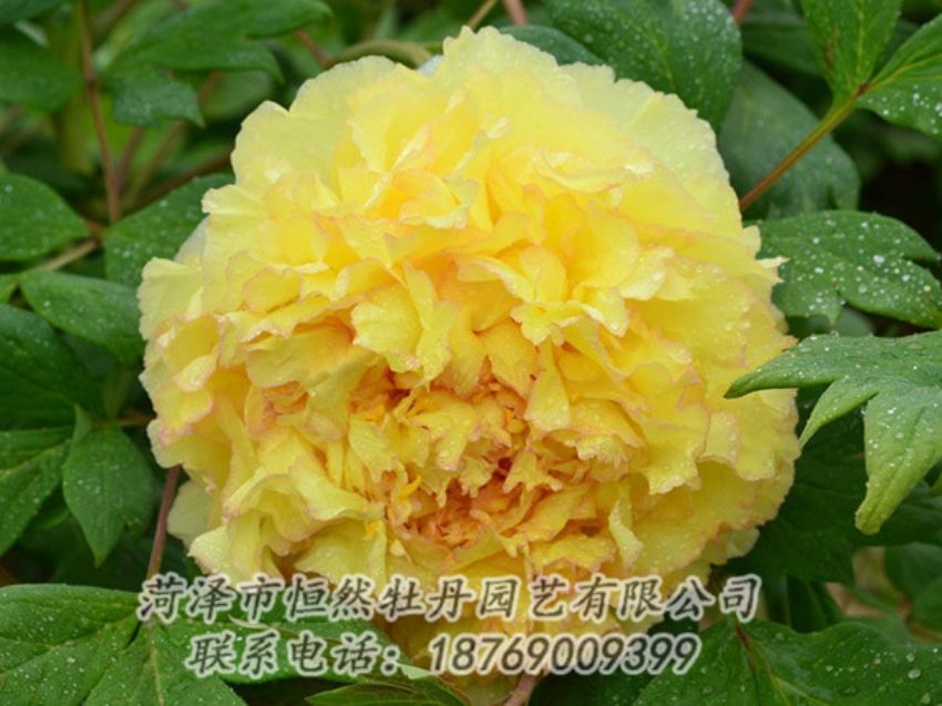 點(diǎn)擊查看詳細(xì)信息<br>標(biāo)題：黃色牡丹 閱讀次數(shù)：1194