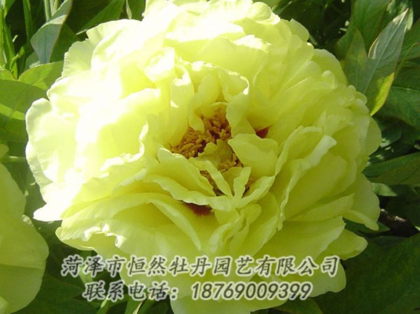 點(diǎn)擊查看詳細(xì)信息<br>標(biāo)題：黃色牡丹 閱讀次數(shù)：1162