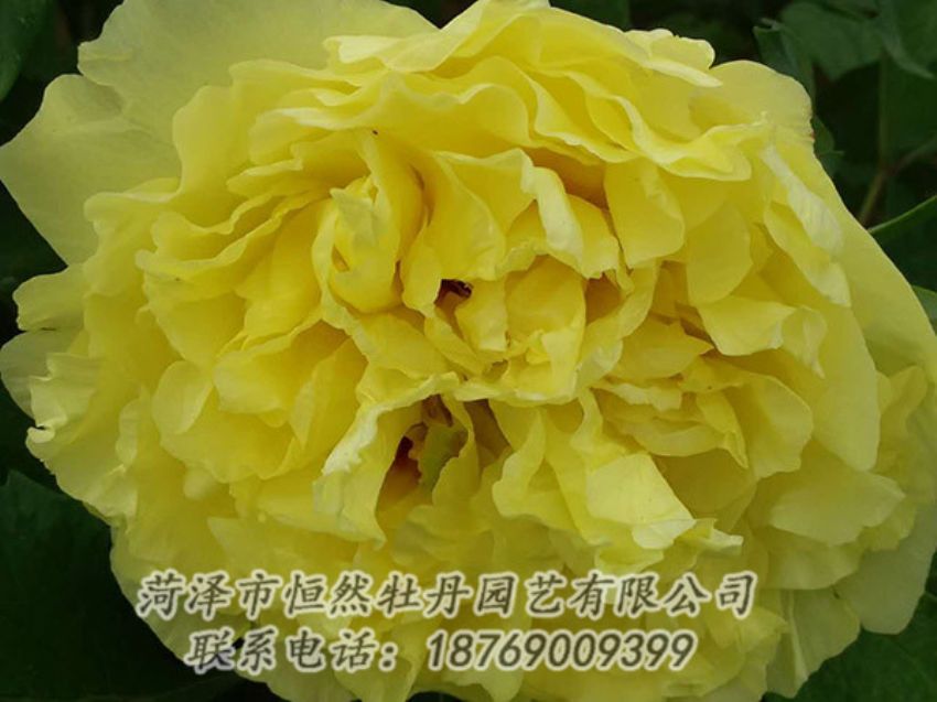 點(diǎn)擊查看詳細(xì)信息<br>標(biāo)題：黃色牡丹 閱讀次數(shù)：1111
