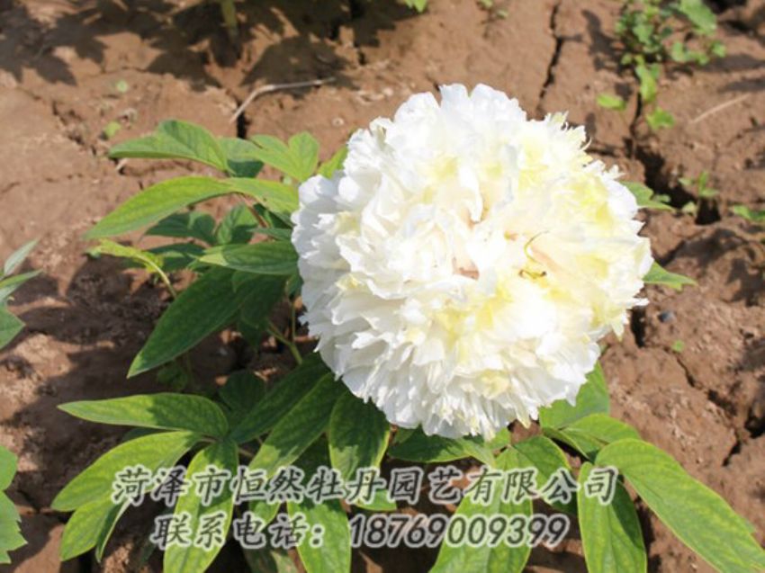 點(diǎn)擊查看詳細(xì)信息<br>標(biāo)題：白色牡丹 閱讀次數(shù)：1233