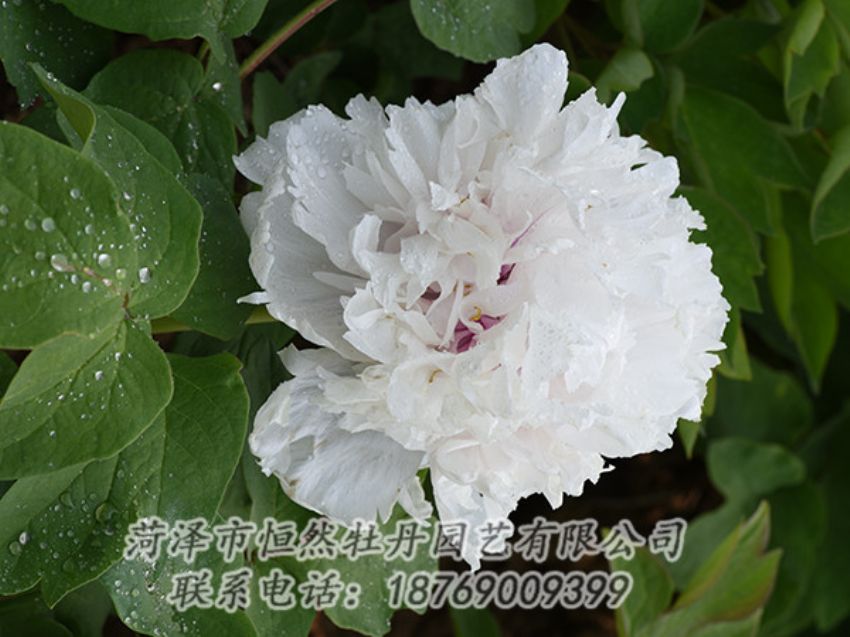 點(diǎn)擊查看詳細(xì)信息<br>標(biāo)題：白色牡丹 閱讀次數(shù)：1200