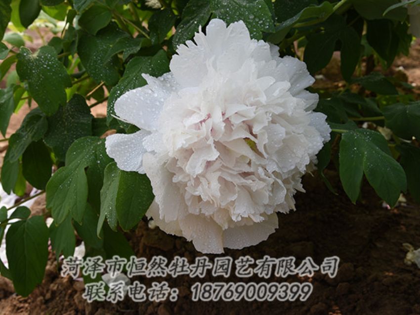 點(diǎn)擊查看詳細(xì)信息<br>標(biāo)題：白色牡丹 閱讀次數(shù)：1177